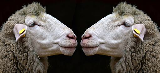 Ein weißes Schaf, das auf sein geklontes Spiegelbild blickt.